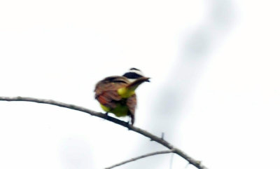 712county 050greatkiskadee.jpg