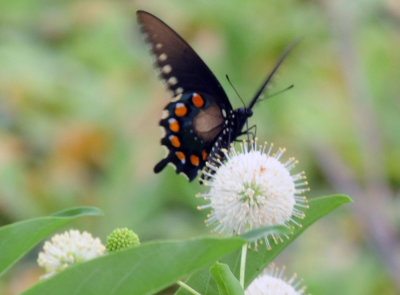 712county 055pipevineswallowtail.jpg