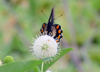 712county 056pipevineswallowtail.jpg