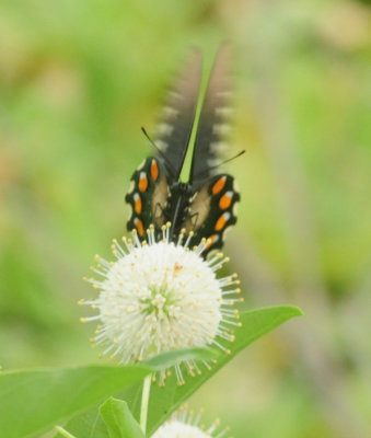 712county 057pipevineswallowtail.jpg