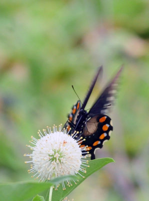 712county 058pipevineswallowtail.jpg