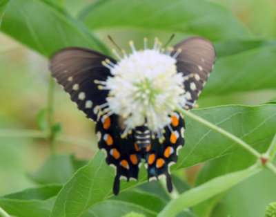 712county 059pipevineswallowtail.jpg
