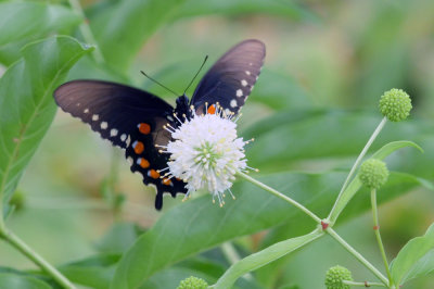 712county 060pipevineswallowtailzzzzzzzz.jpg