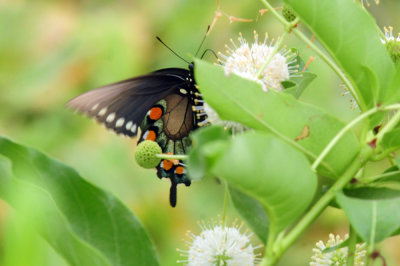 712county 065pipevineswallowtail.jpg