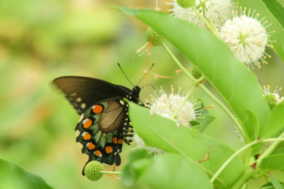 712county 066pipevineswallowtailzzzzzz.jpg