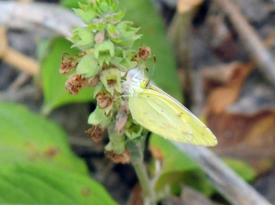 712county 070littleyellow.jpg
