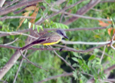 712county 076westernkingbird.jpg