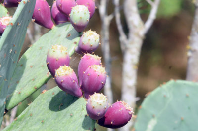 712county 085cactus.jpg