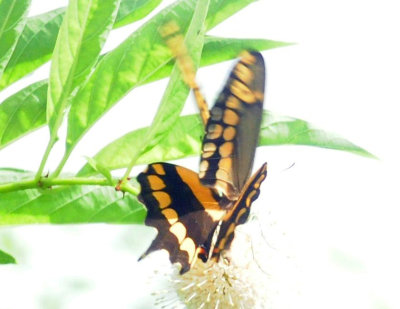 712county 104giantswallowtail.jpg