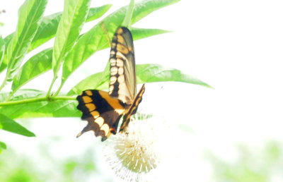 712county 106giantswallowtail.jpg