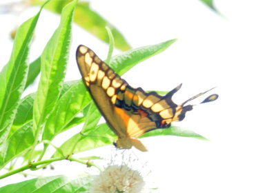 712county 110giantswallowtailzzzzzzzz.jpg