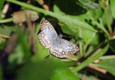 712county 122commoncheckeredskipper.jpg