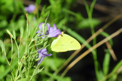 712county 138largeorangeviolet.jpg