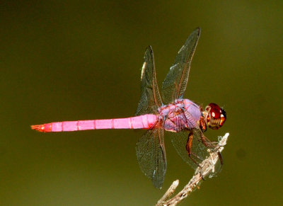 712county 168roseateskimmer.jpg
