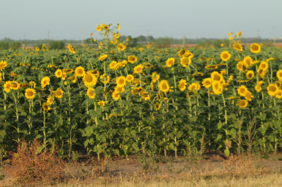 713county 008sunflowers.jpg