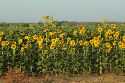 713county 010sunflowers.jpg