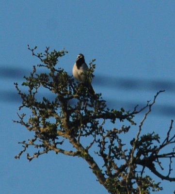 713county 014blackthroatedsparrow.jpg