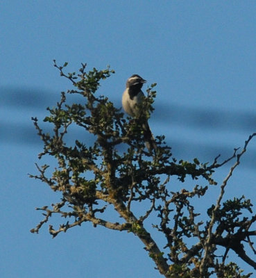 713county 016blackthroatedsparrowzzzzzzz.jpg