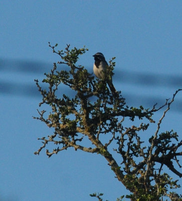 713county 018blackthroatedsparrow.jpg