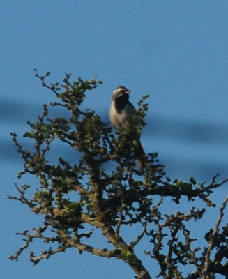 713county 019blackthroatedsparrow.jpg