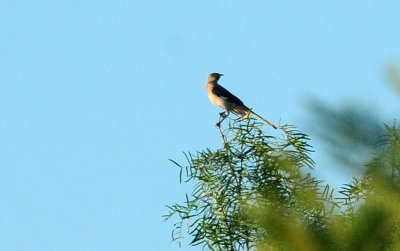 713county 021nmockingbird.jpg