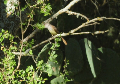 713county 043browncrestedflycatcher.jpg
