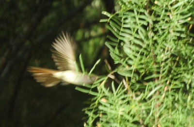 713county 044browncrestedflycatcher.jpg