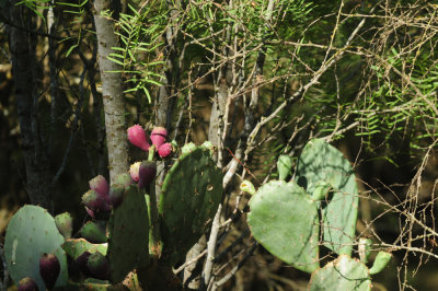 713county 045cacti.jpg
