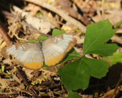 713county 051commonmestra.jpg