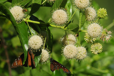 713county 061queenbuttonbushzzzzzzzz.jpg