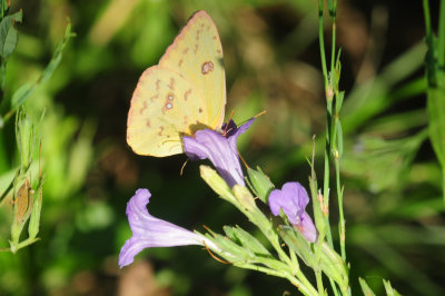 713county 084cloudlesssulphur.jpg