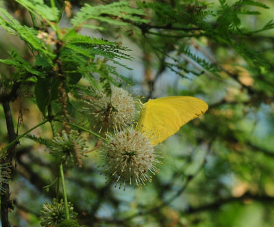 713county 089largeorangesulphur.jpg