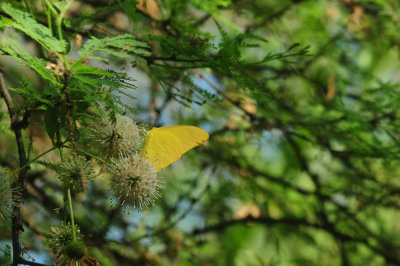 713county 090largeorangesulphur.jpg
