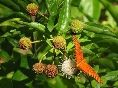 713county 127gulffritillary.jpg