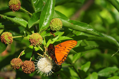 713county 129gulffritillaryzzzz.jpg