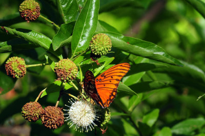 713county 130gulffritillary.jpg