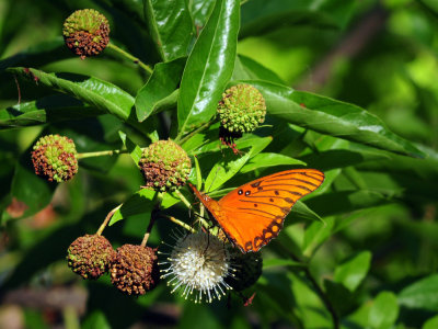 713county 131gulffritillary.jpg