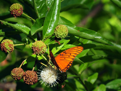 713county 132gulffritillary.jpg