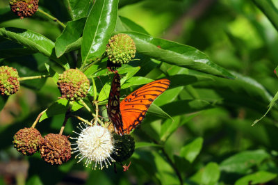 713county 133gulffritillary.jpg