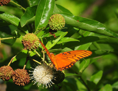 713county 134gulffritillary.jpg