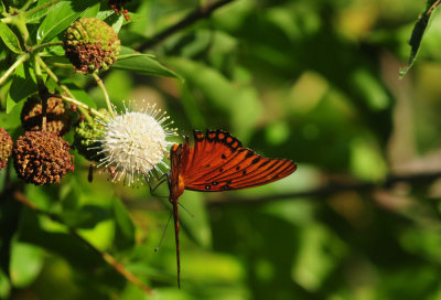 713county 135gulffritillary.jpg