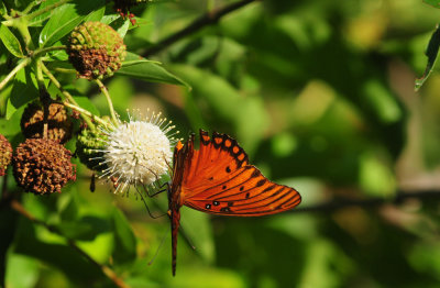 713county 137gulffritillary.jpg