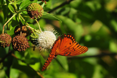 713county 138gulffritillary.jpg