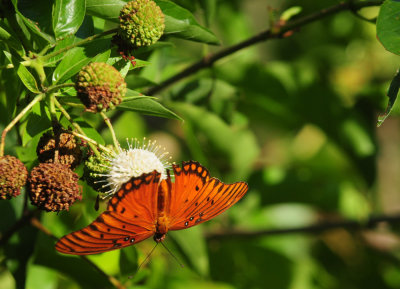 713county 139gulffritillary.jpg