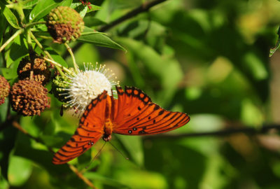 713county 140gulffritillary.jpg