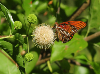 713county 164gulffritillaryzzzzzzzz.jpg