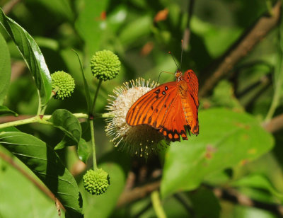713county 165gulffritillary.jpg