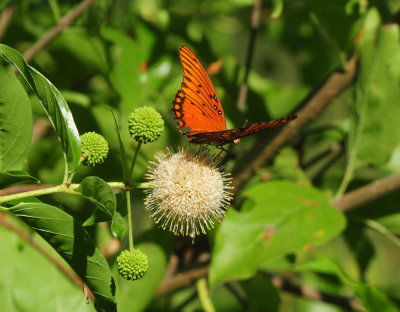 713county 168gulffritillary.jpg