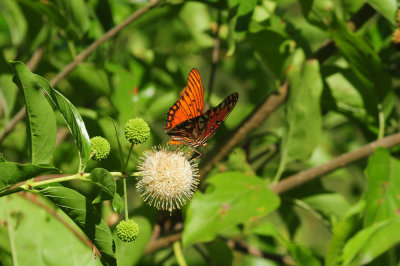 713county 169gulffritillary.jpg