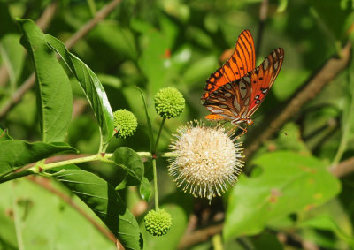 713county 170gulffritillary.jpg